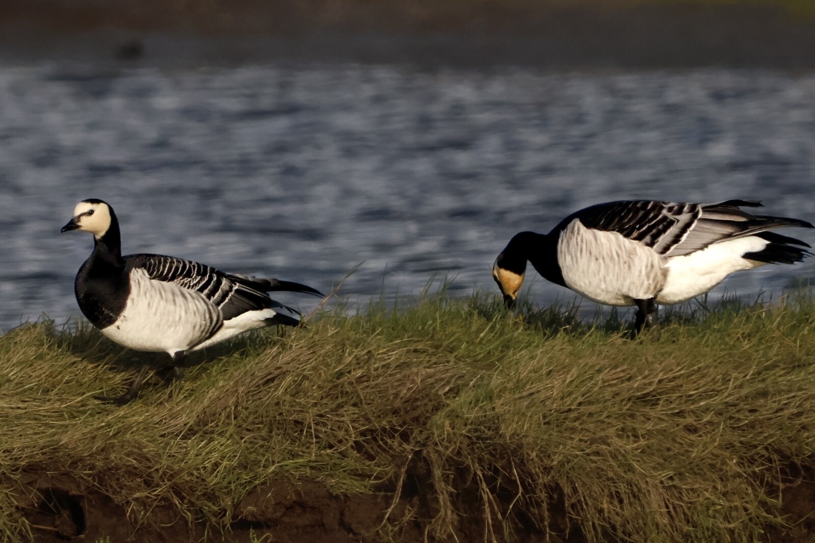 BioRegisto de Viana do Castelo contabiliza mais de 1.000 esp&eacute;cies identificadas, 4.500 observa&ccedil;&otilde;es e 400 utilizadores