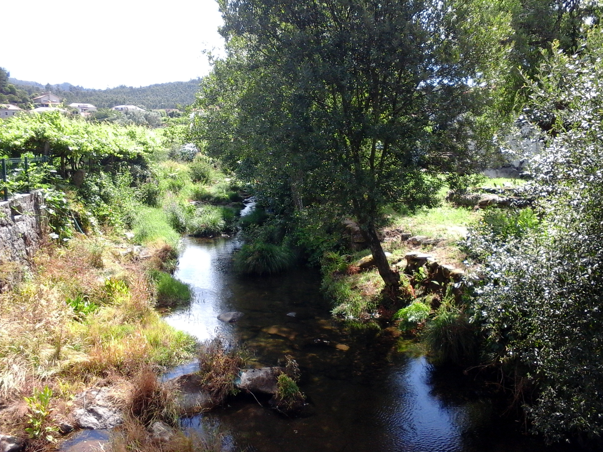 ribeiro
