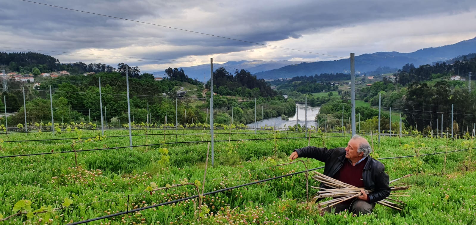 Caroça Family Vineyards